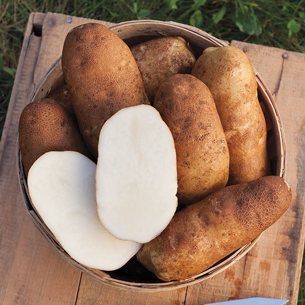 Russet Potatoes (5 lb bag)
