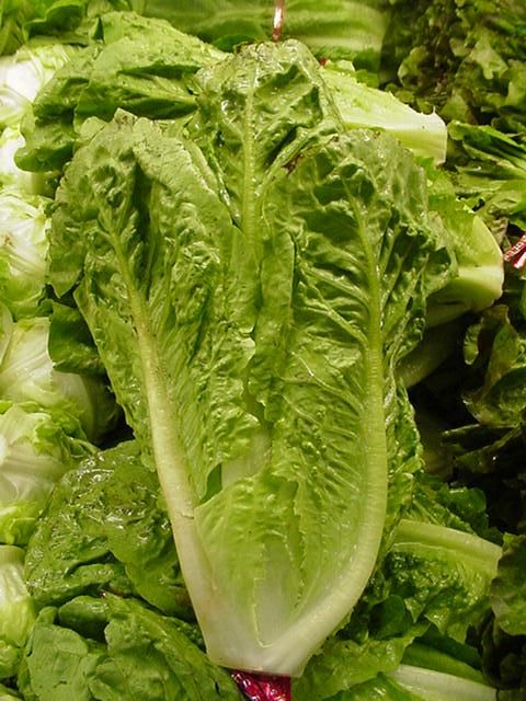 Romaine Lettuce (Head)